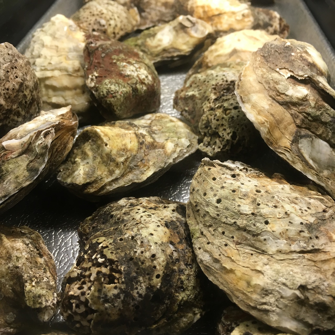 oysters fresh seafood free photo
