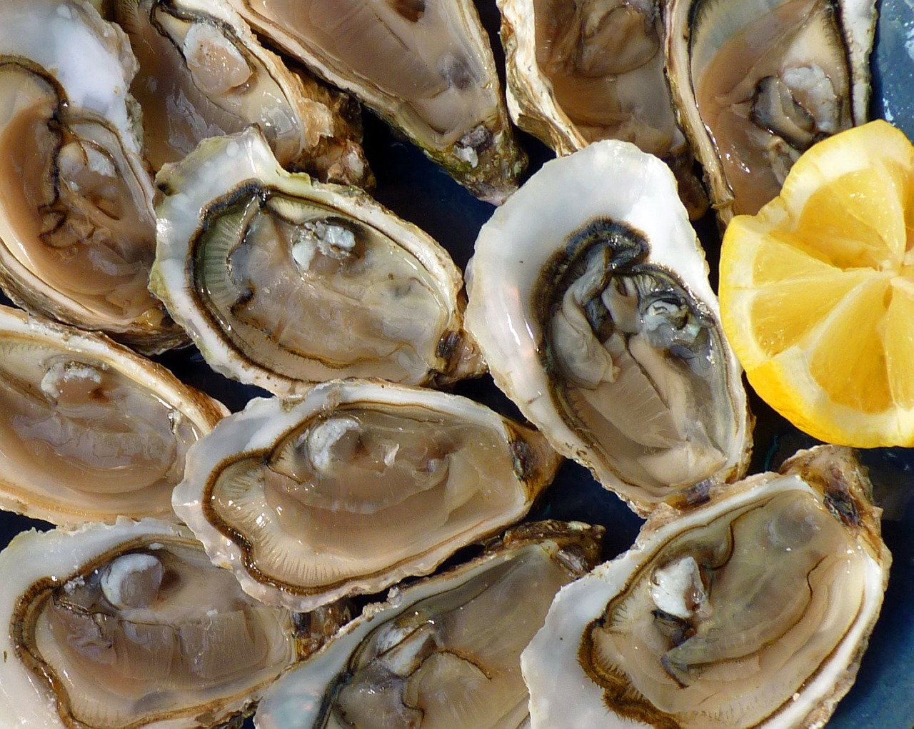 oysters holidays sea free photo