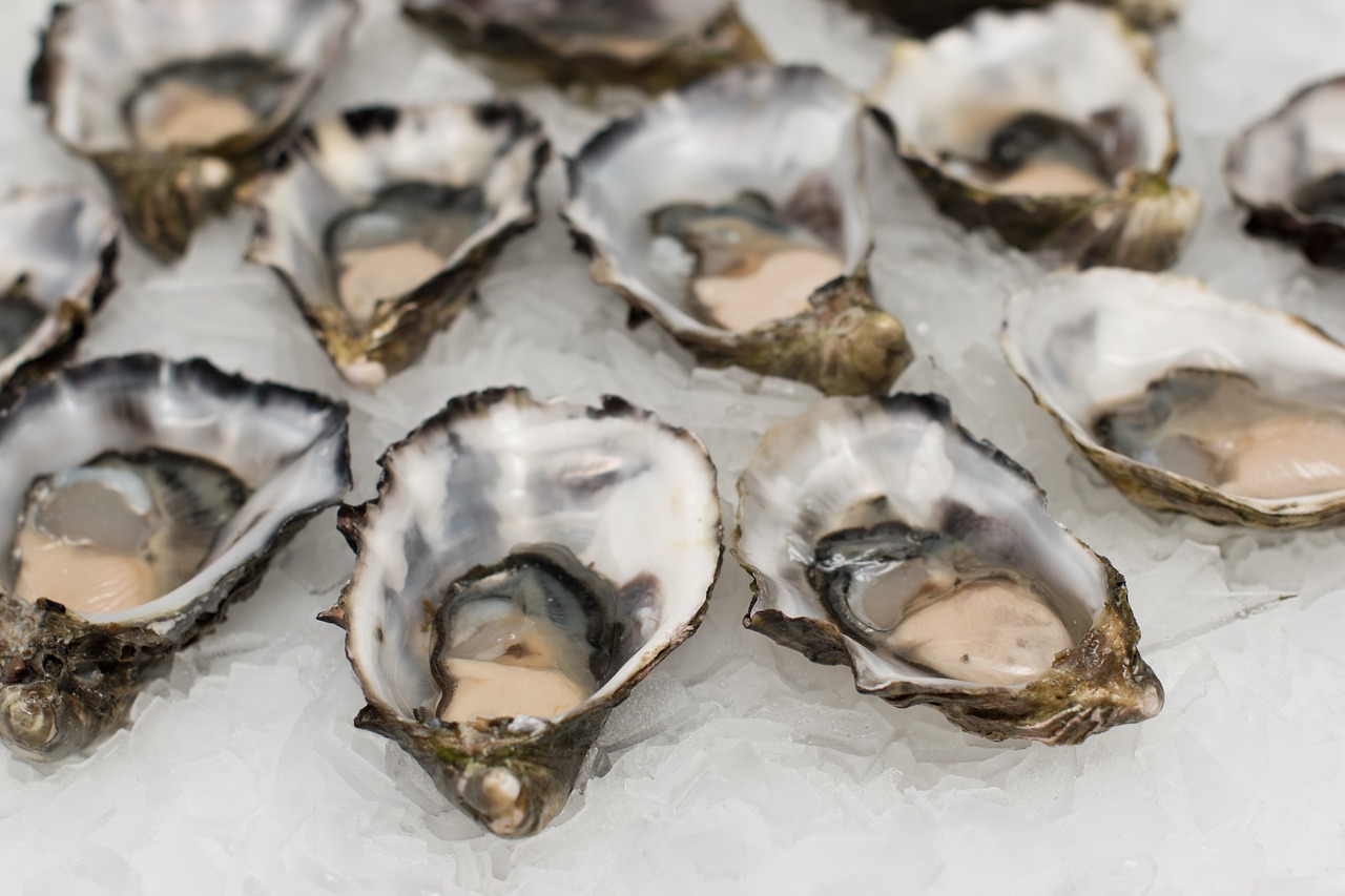 oysters shell fish seafood free photo