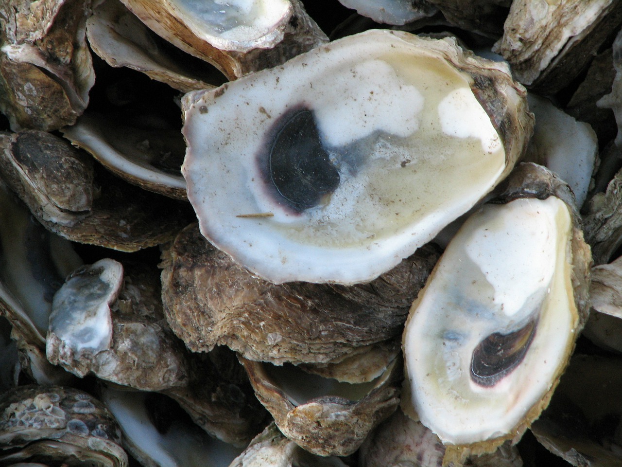 oysters shells sea life free photo
