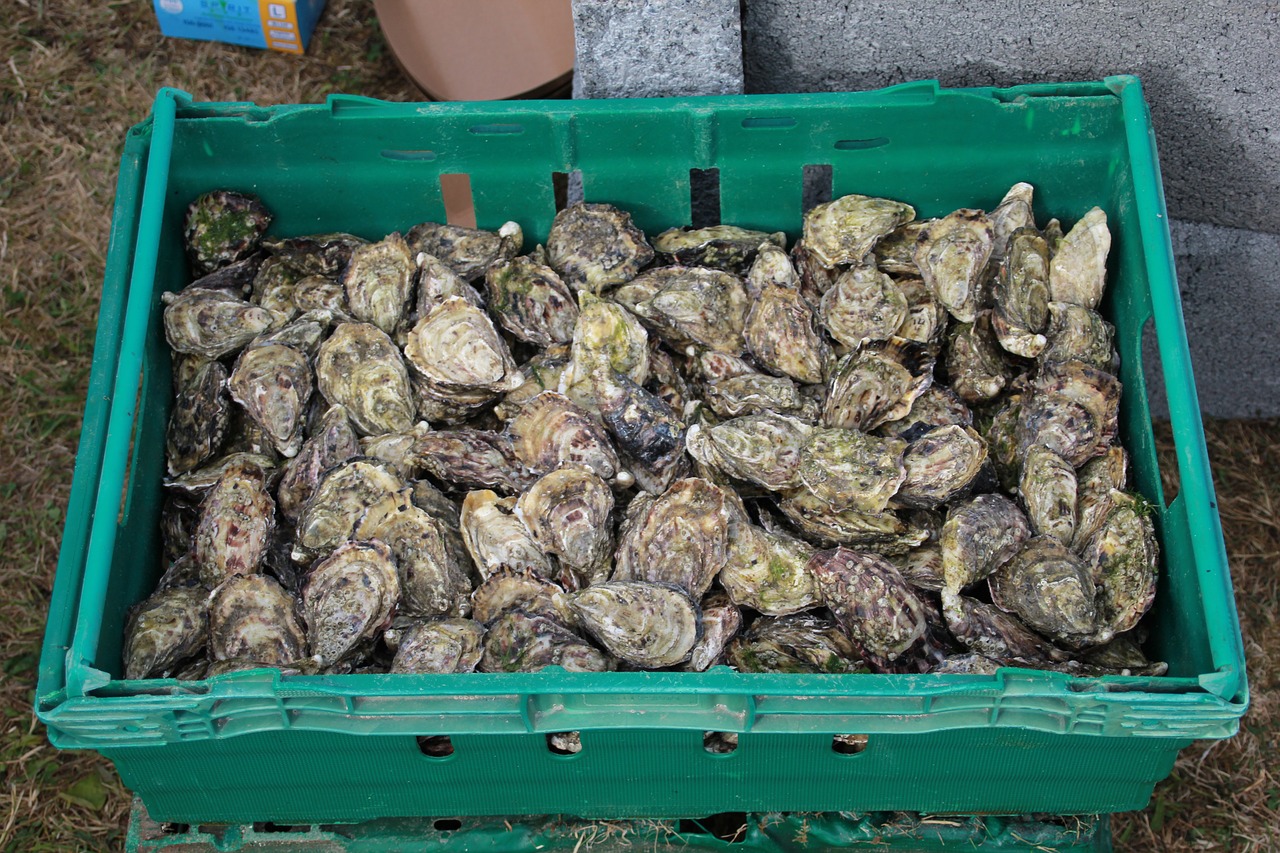 oysters  seafood  shellfish free photo