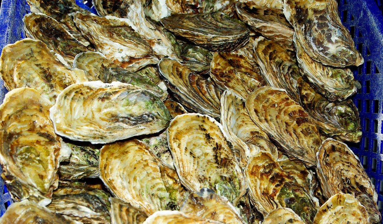 oysters france shells free photo