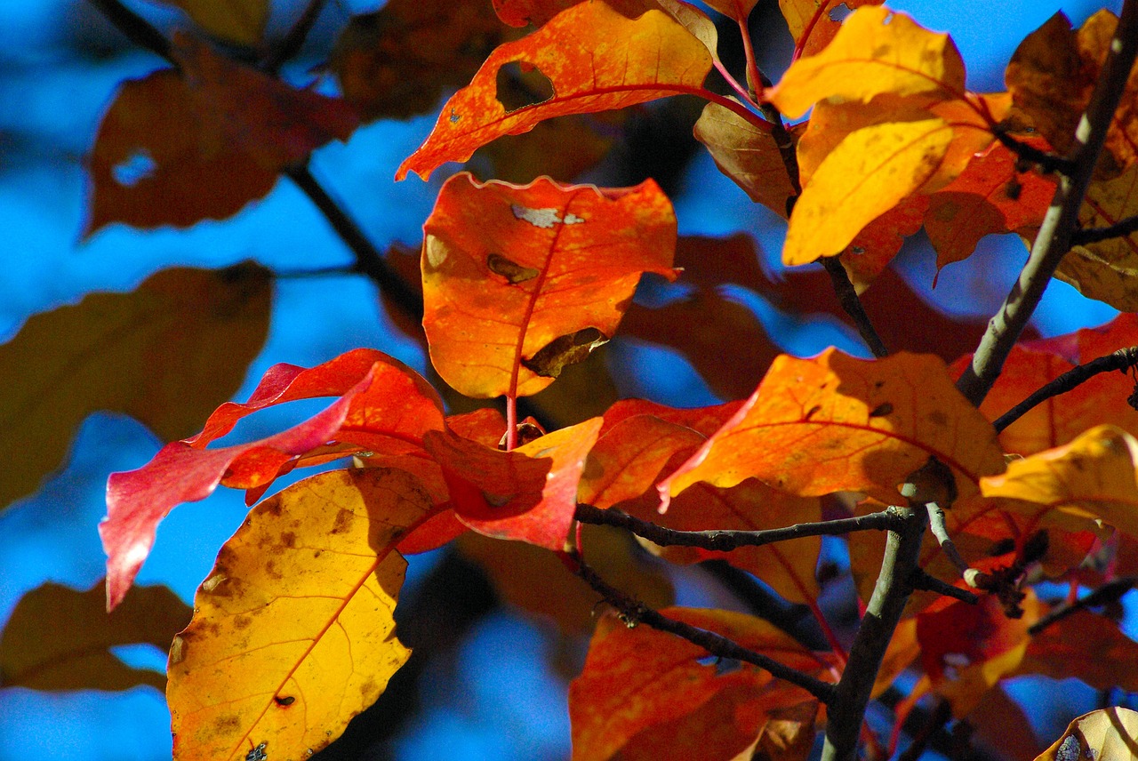 ozark autumn color  autumn  ozarks free photo