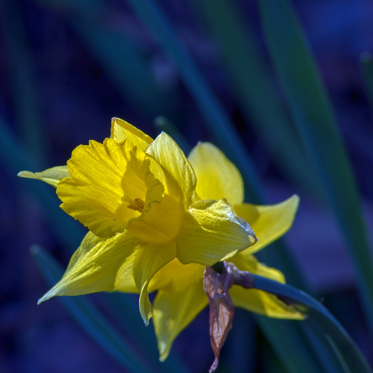 ozark jonquil  garden  bloom free photo