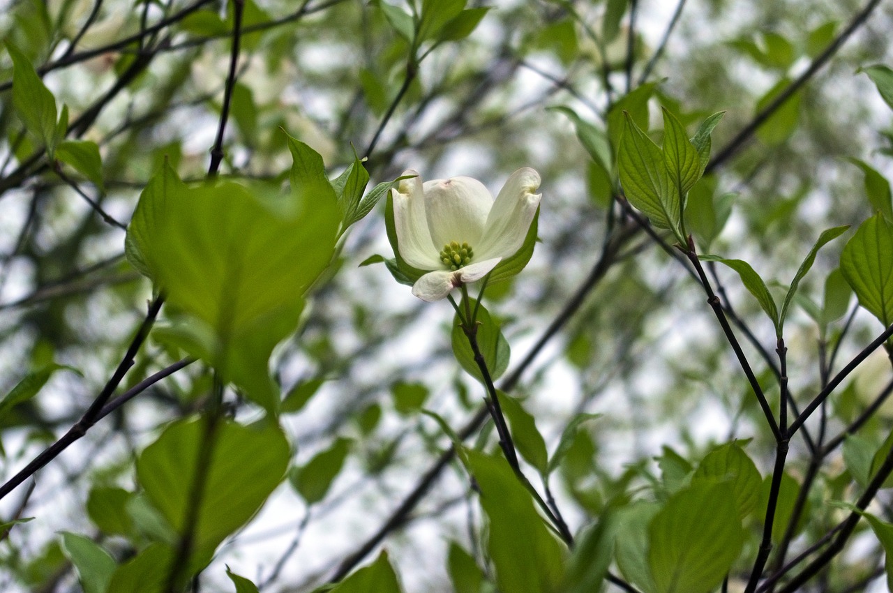 ozarks dogwood blossom  dogwood  blossom free photo