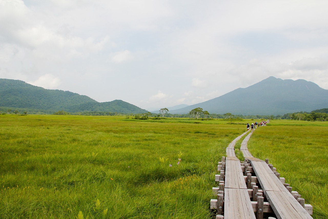 oze oze road wooden path free photo