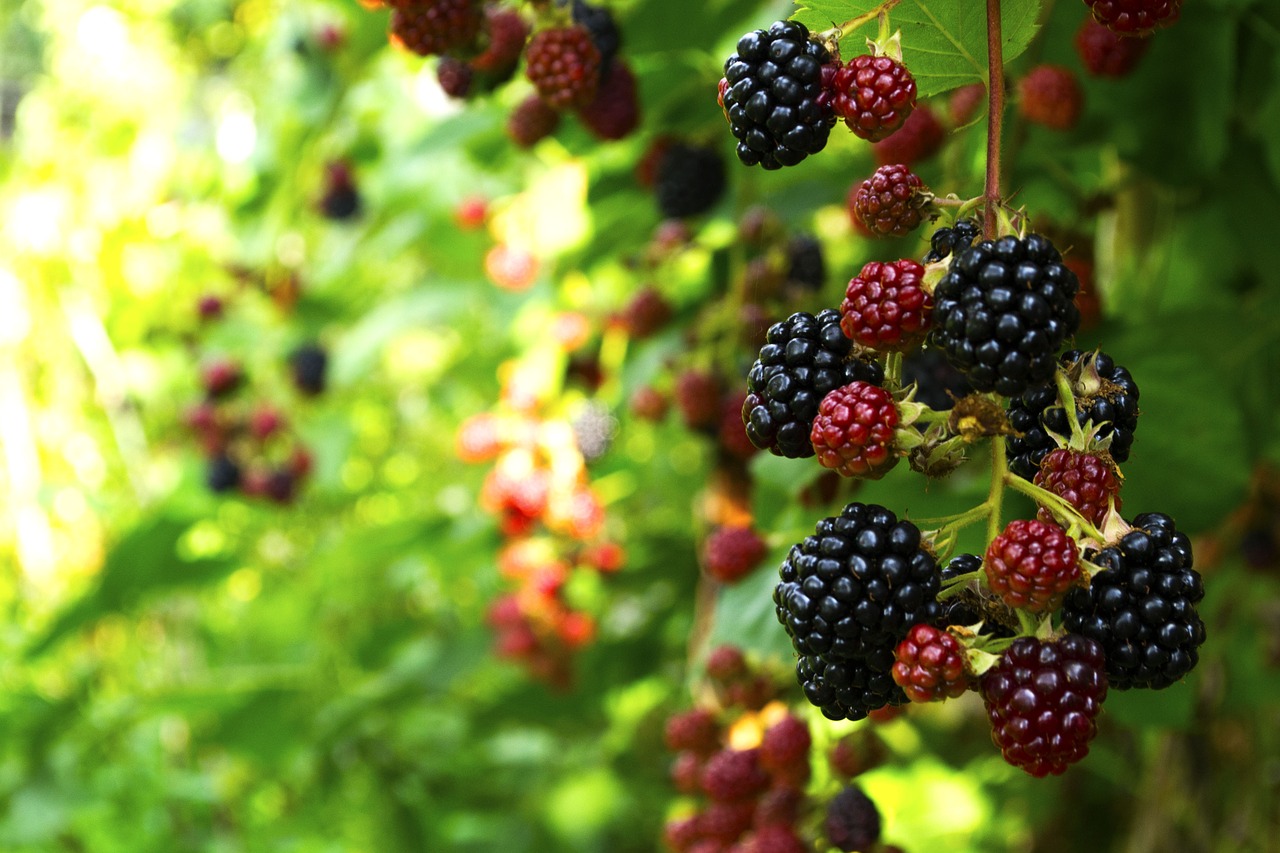 ozhina  fruit  garden free photo