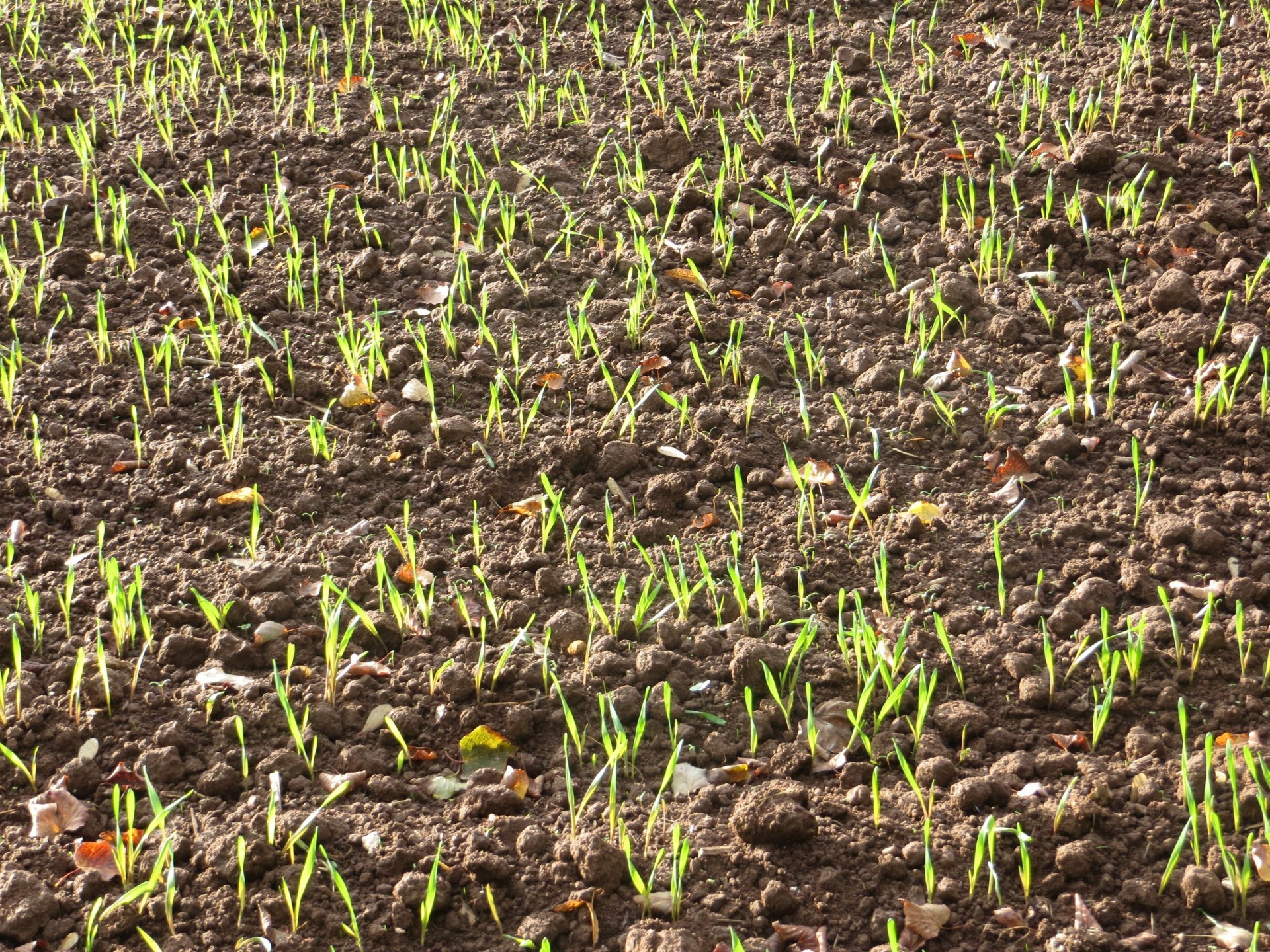 autumn corn field winter grain free photo