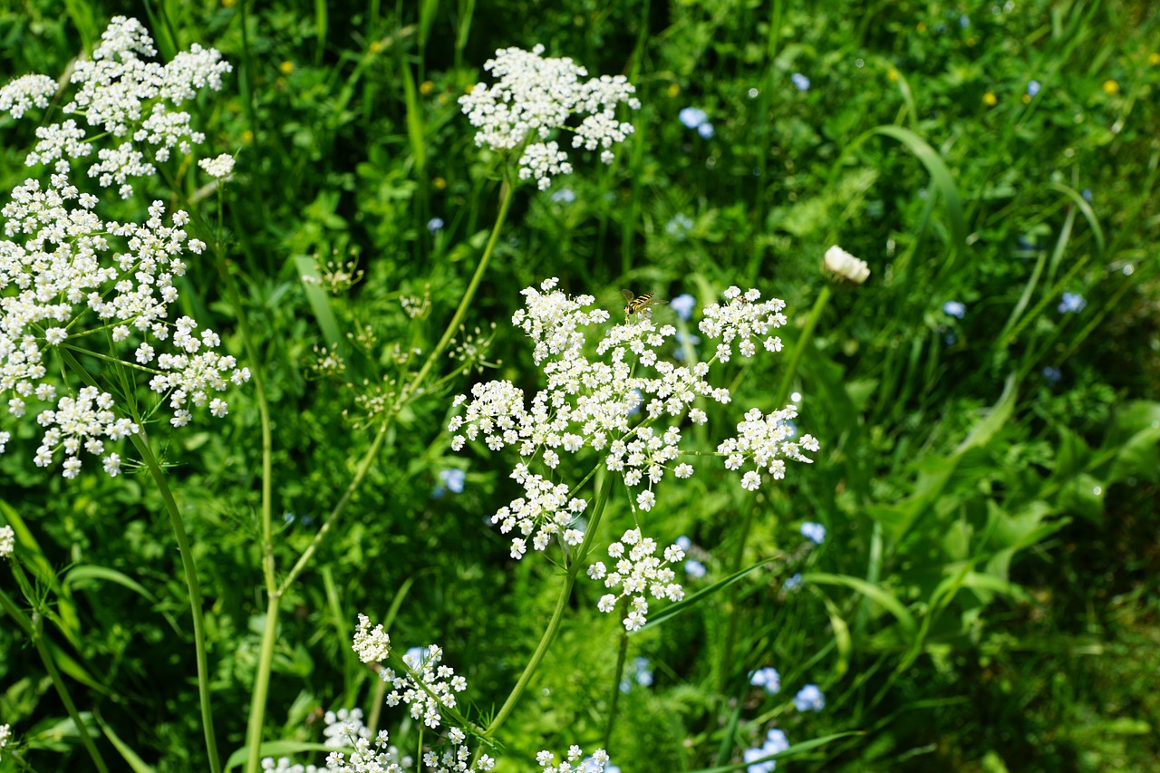 p flower white free photo