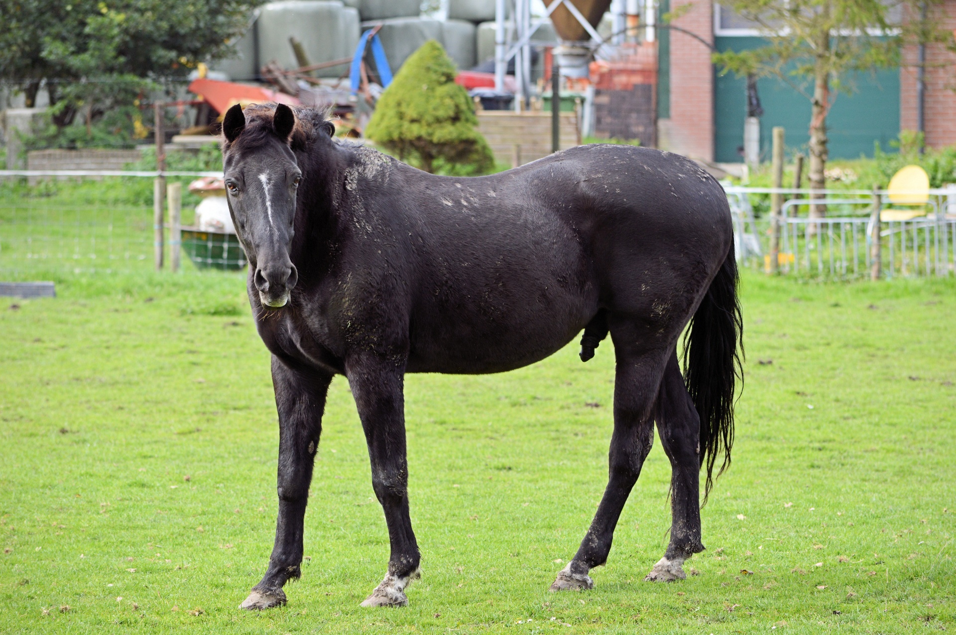 horse animal vierhoevig free photo