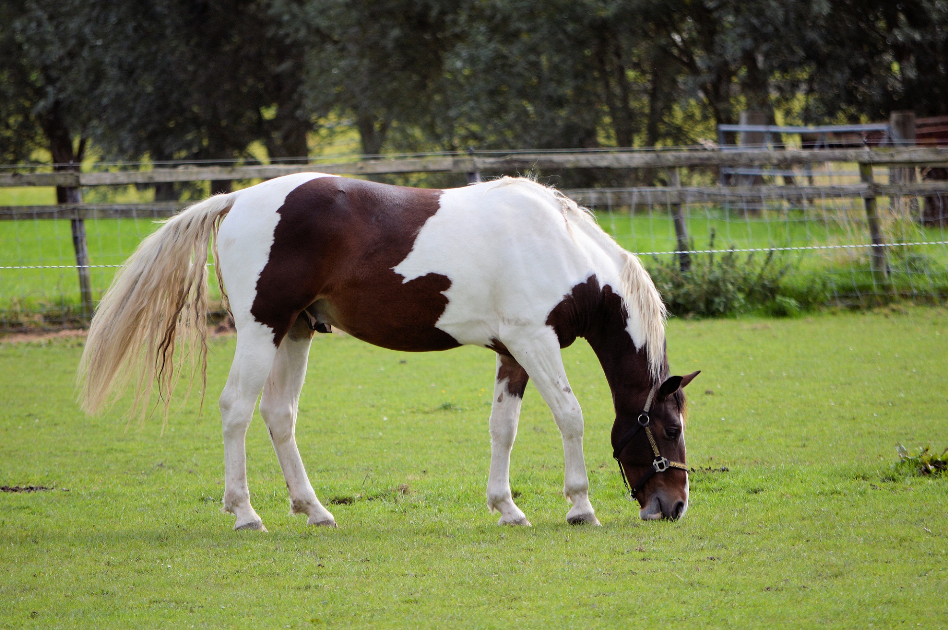 Лошадь Пинто коричнево белая