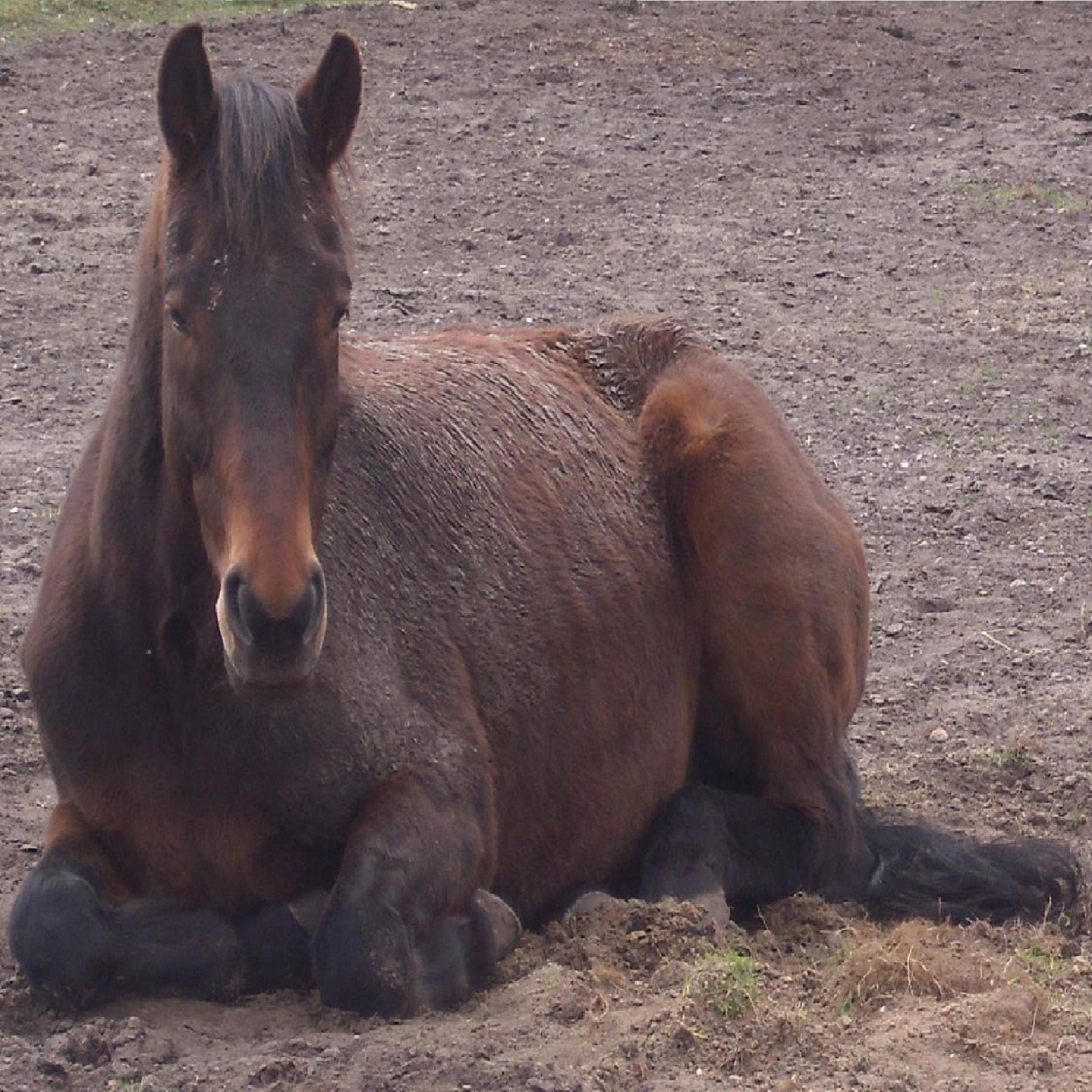 horse rest horse at rest free photo