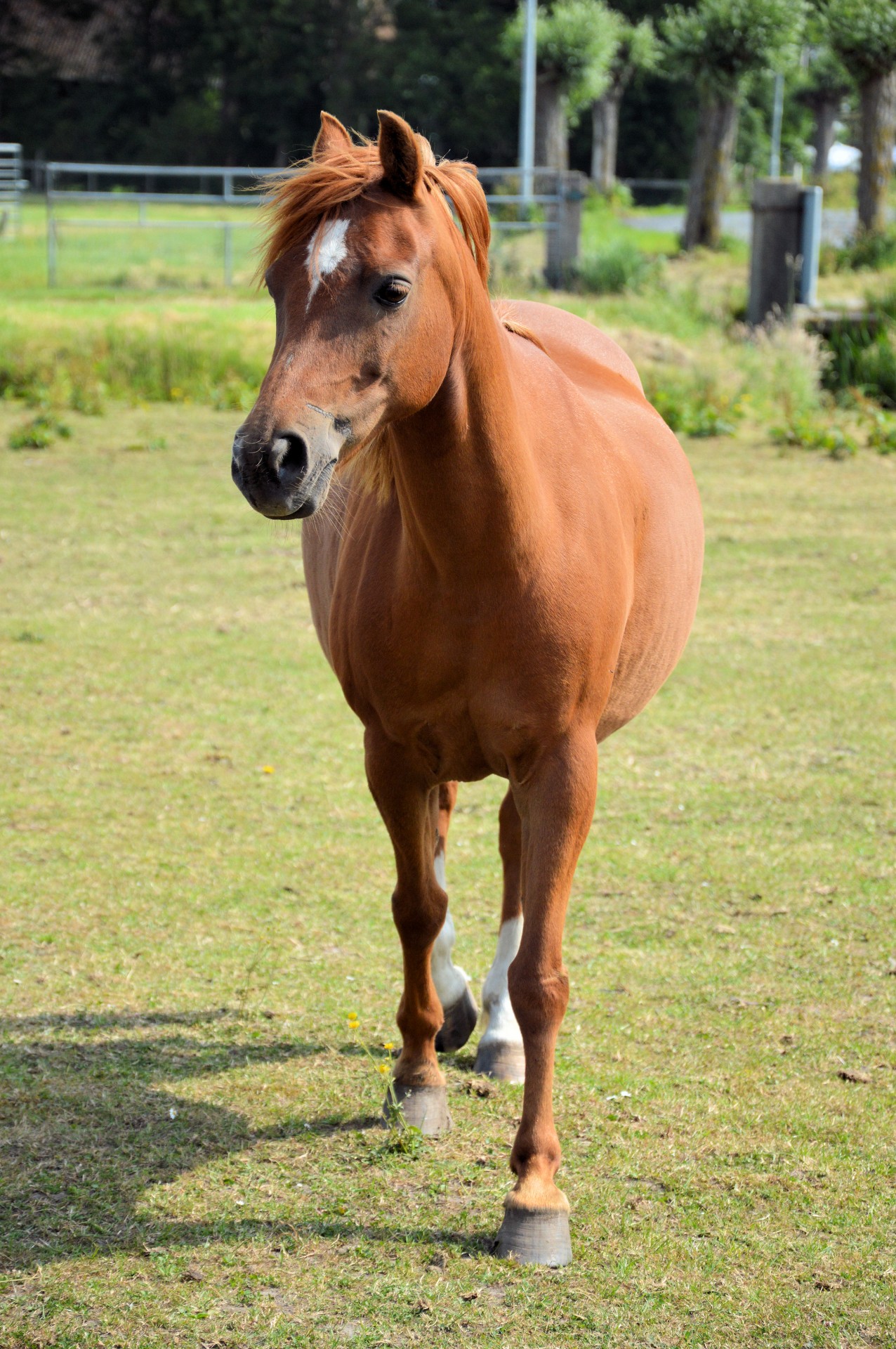 horse pasture grazing free photo