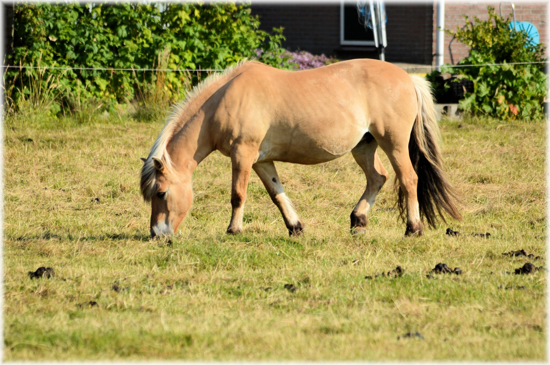 horse grazing farm free photo