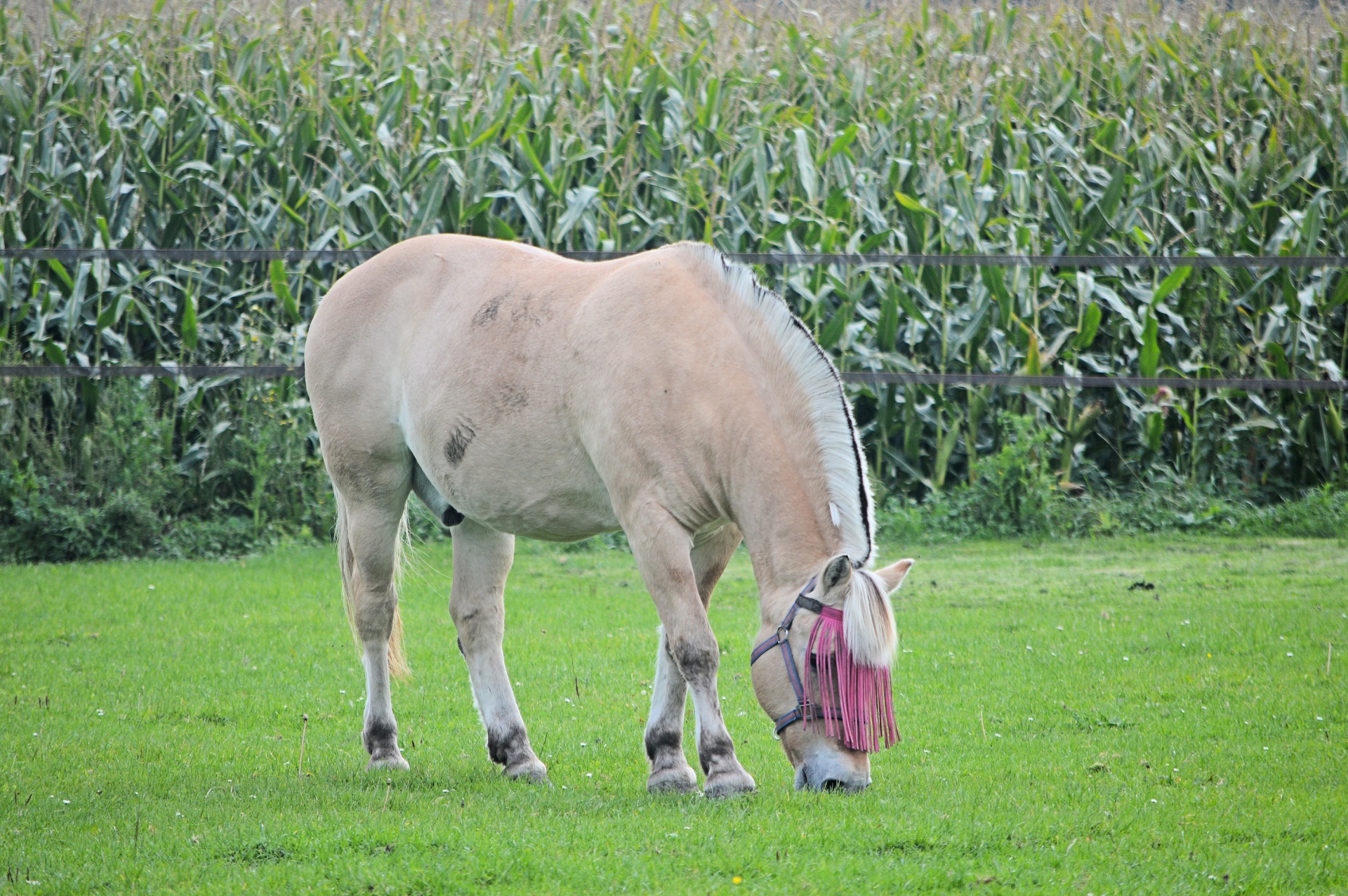 horse animal vierhoevig free photo