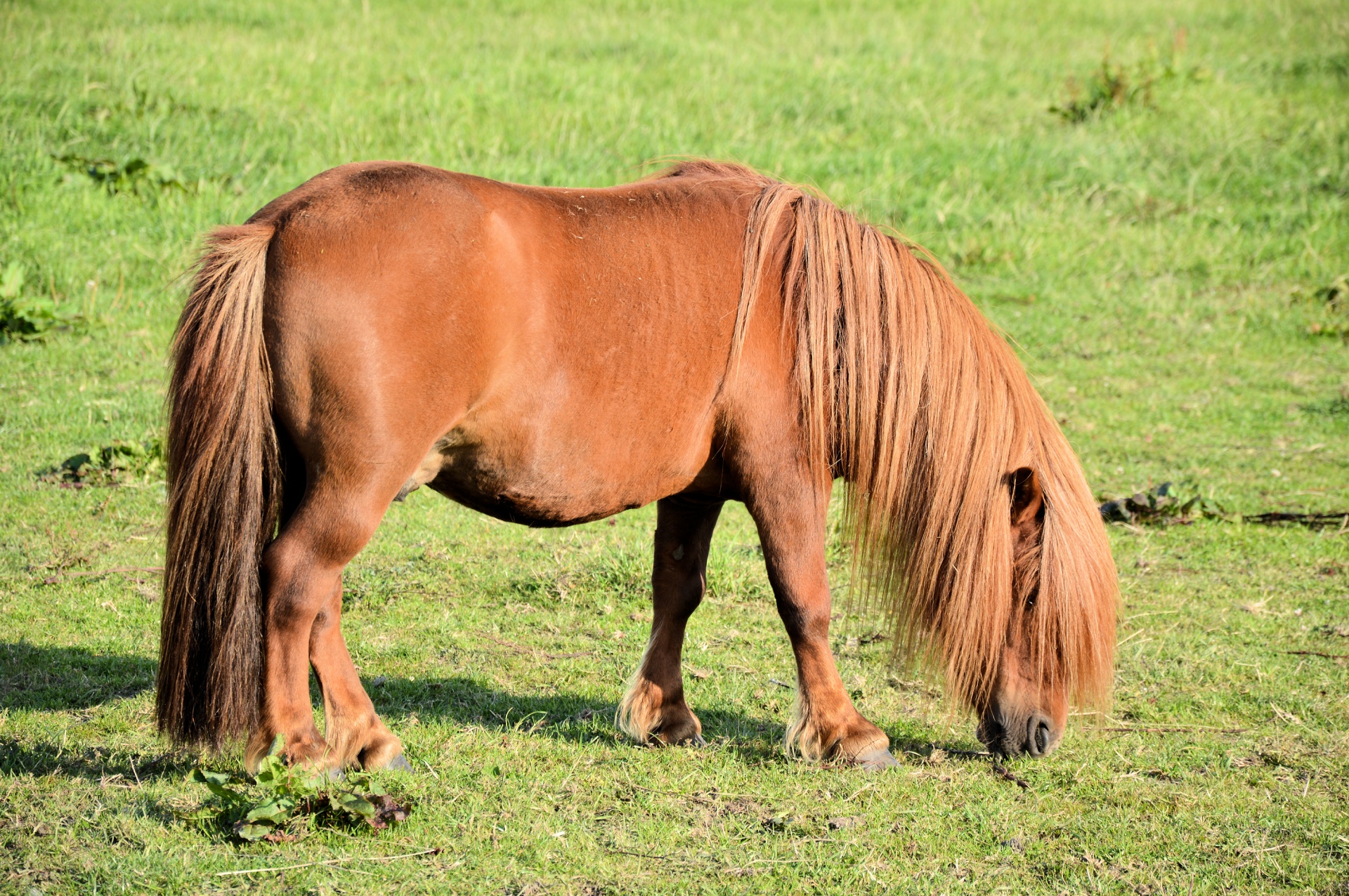 horse animal vierhoevig free photo