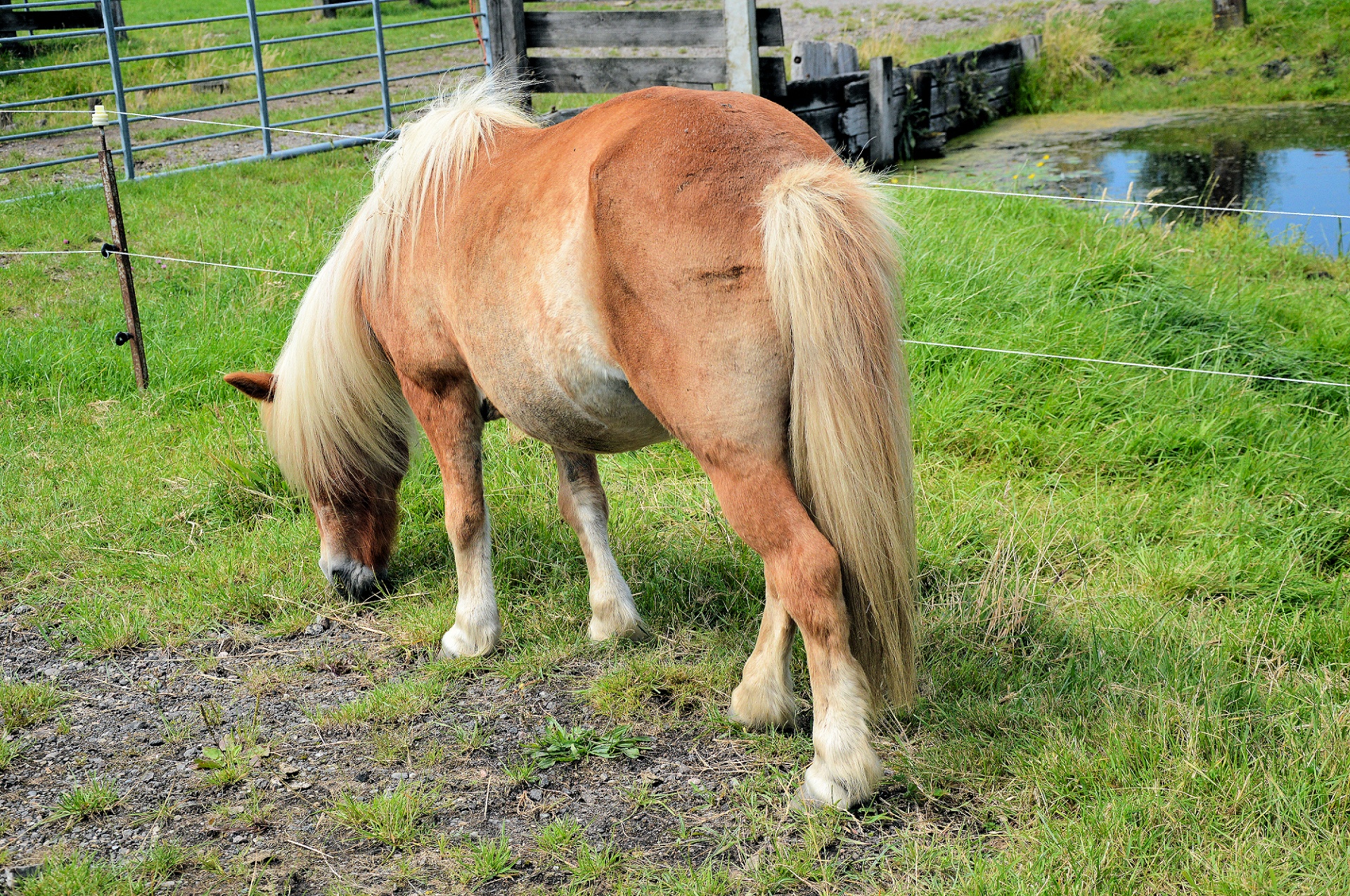 horse animal vierhoevig free photo