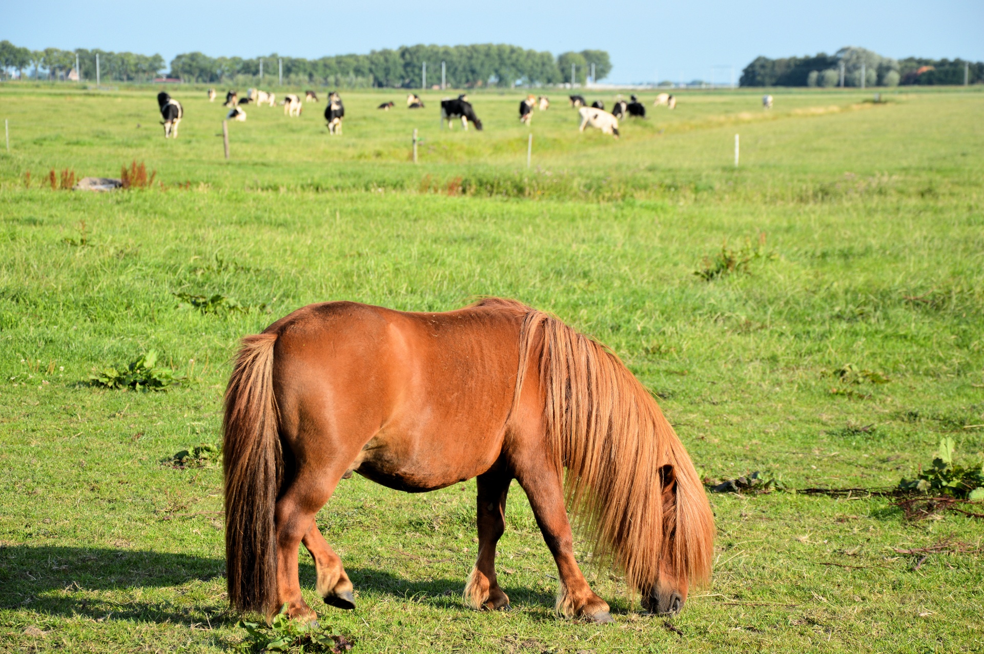 horse animal vierhoevig free photo