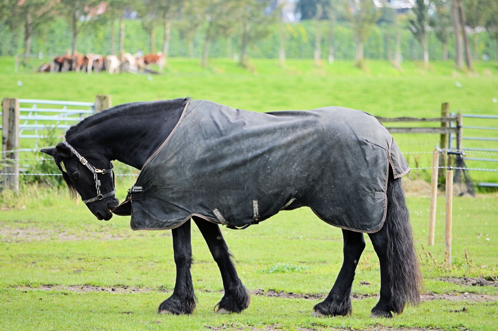 horse animal vierhoevig free photo