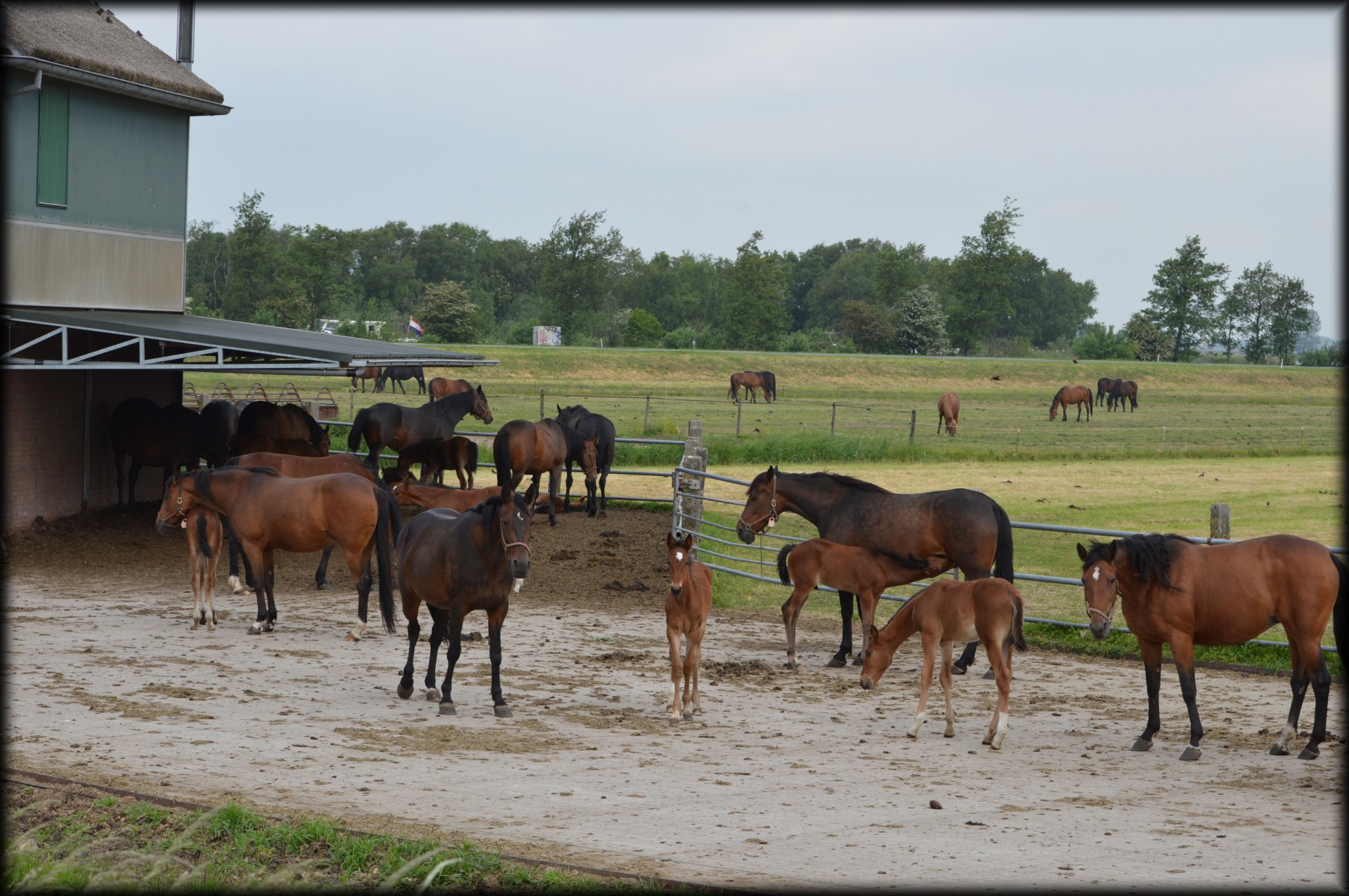farm horse horses free photo