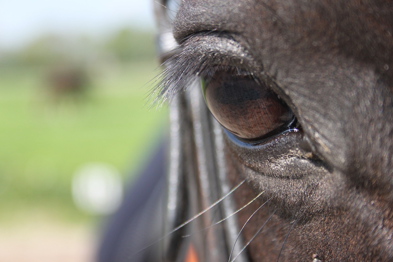 paardenoog horse pony free photo