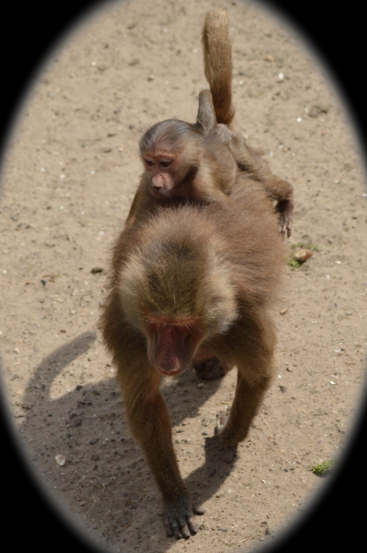baboon ride wear free photo