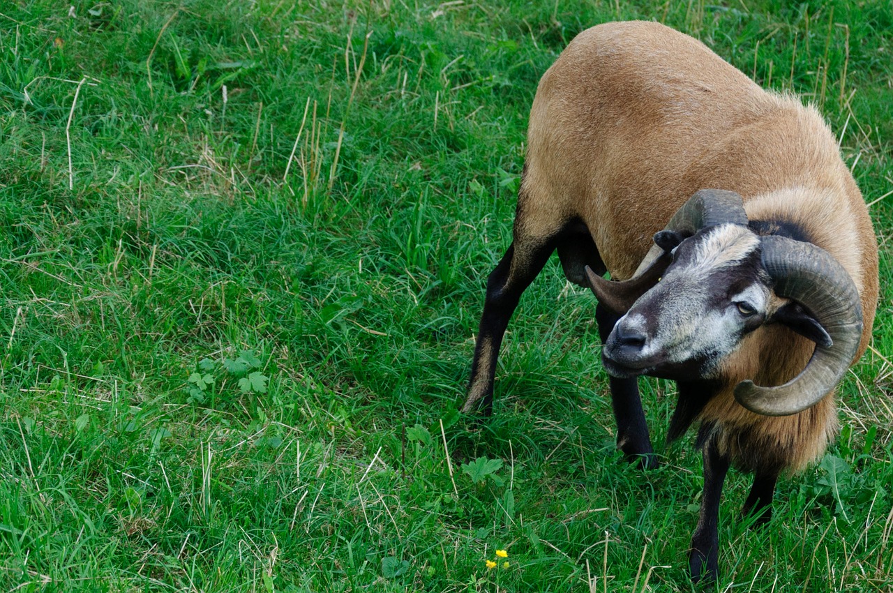 paarhufer ram graze free photo