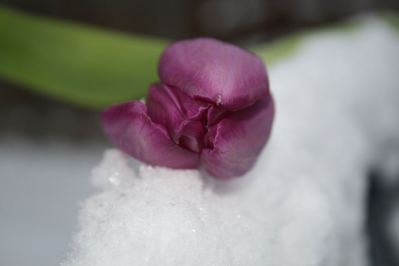 tulip purple snow free photo