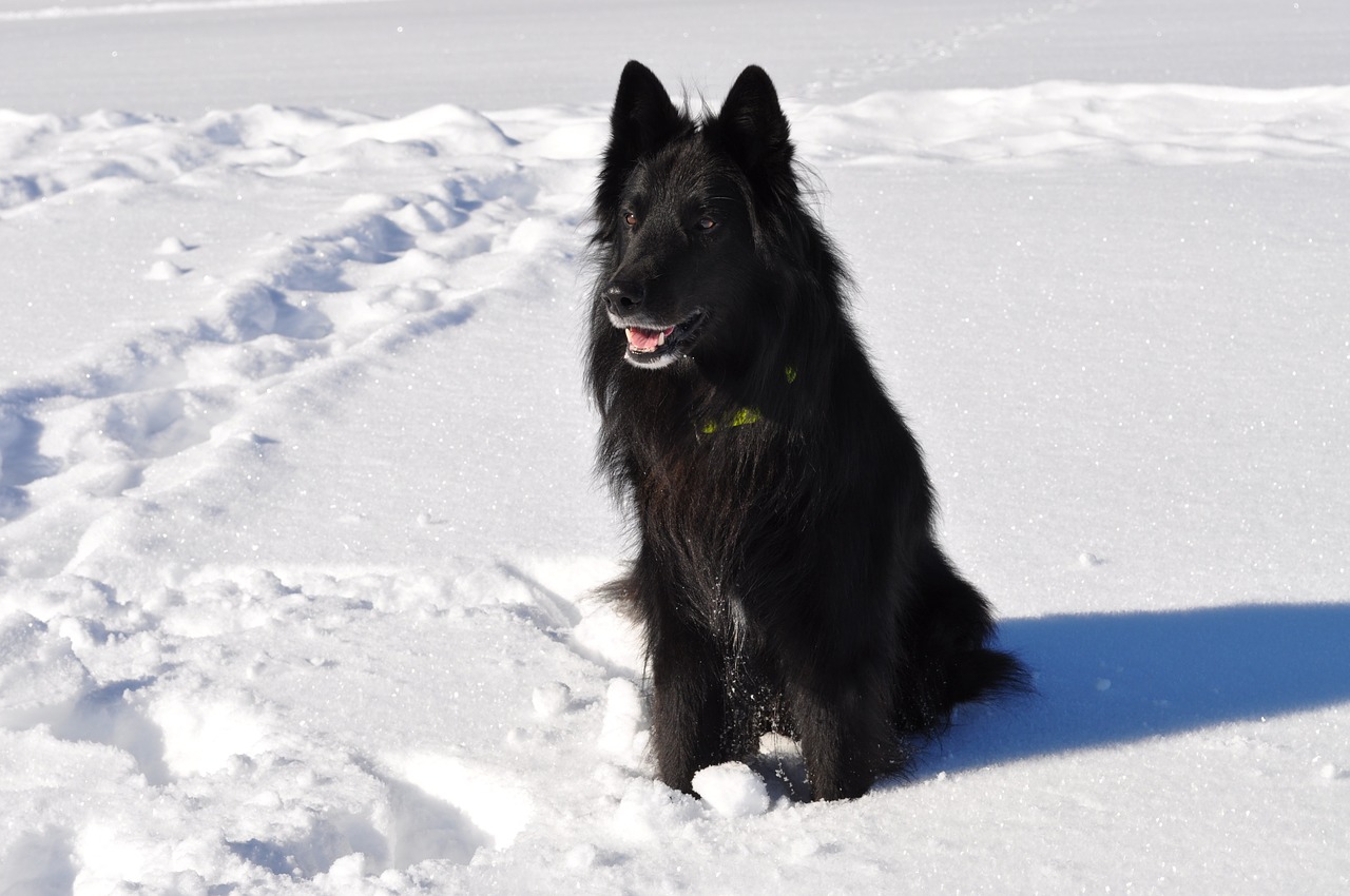 pablo groenendael black forest free photo