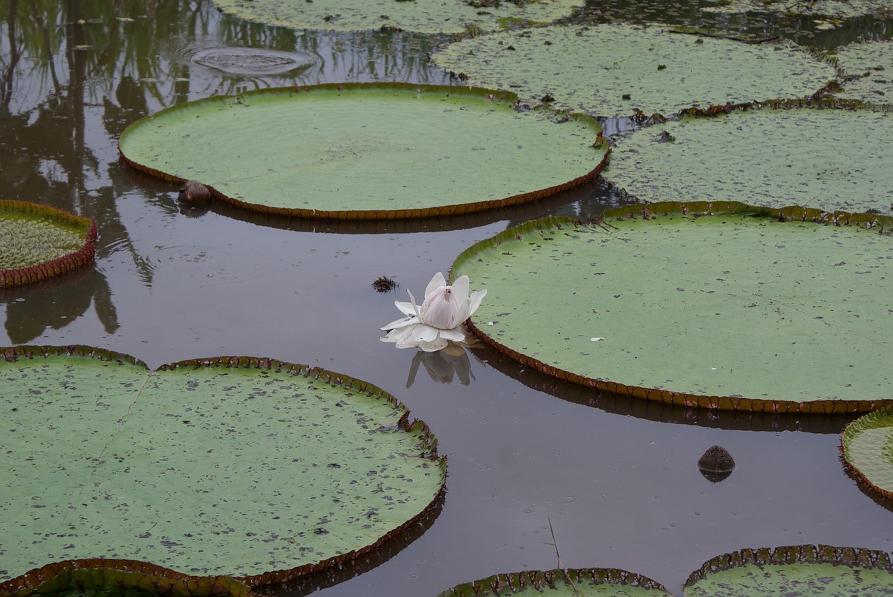 pacaya samiria national reserve pond free photo