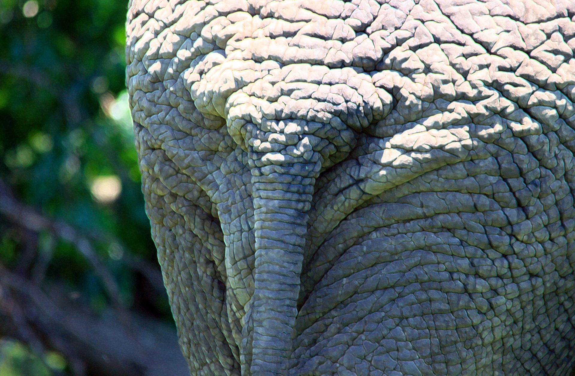 animal elephant african free photo