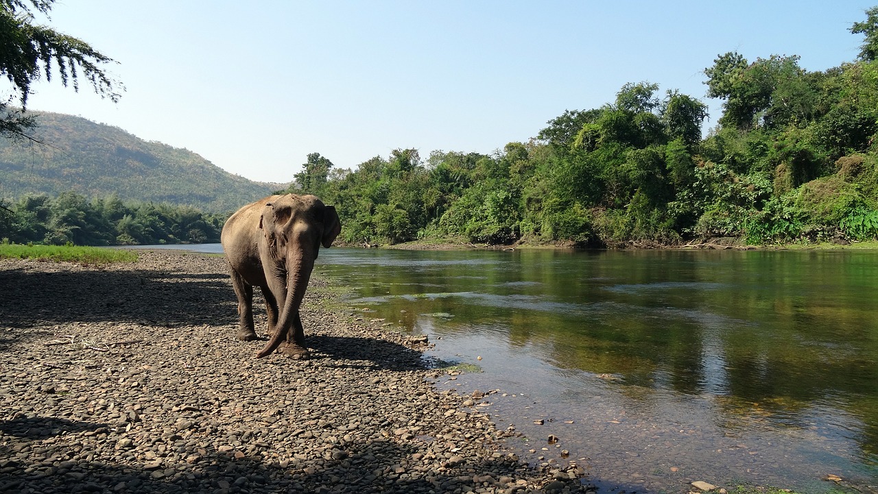 pachyderm elephant national park free photo