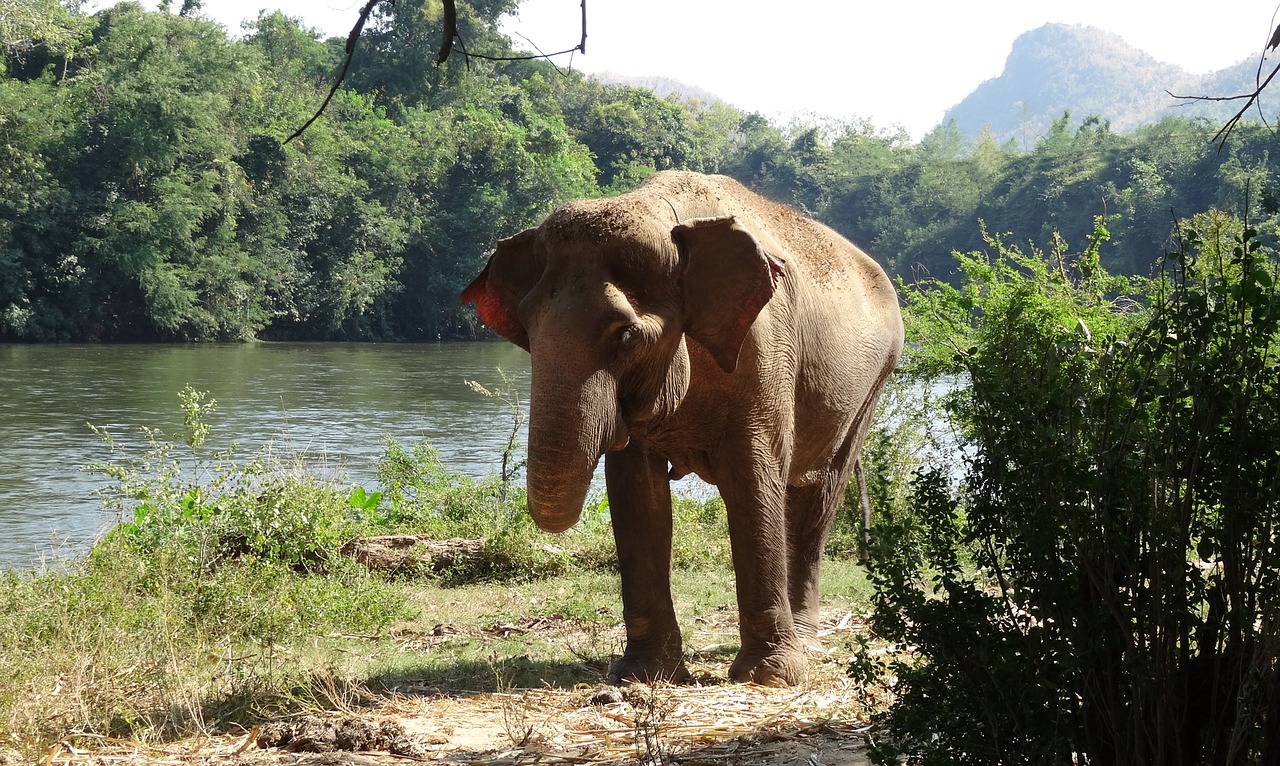 pachyderm elephant national park free photo