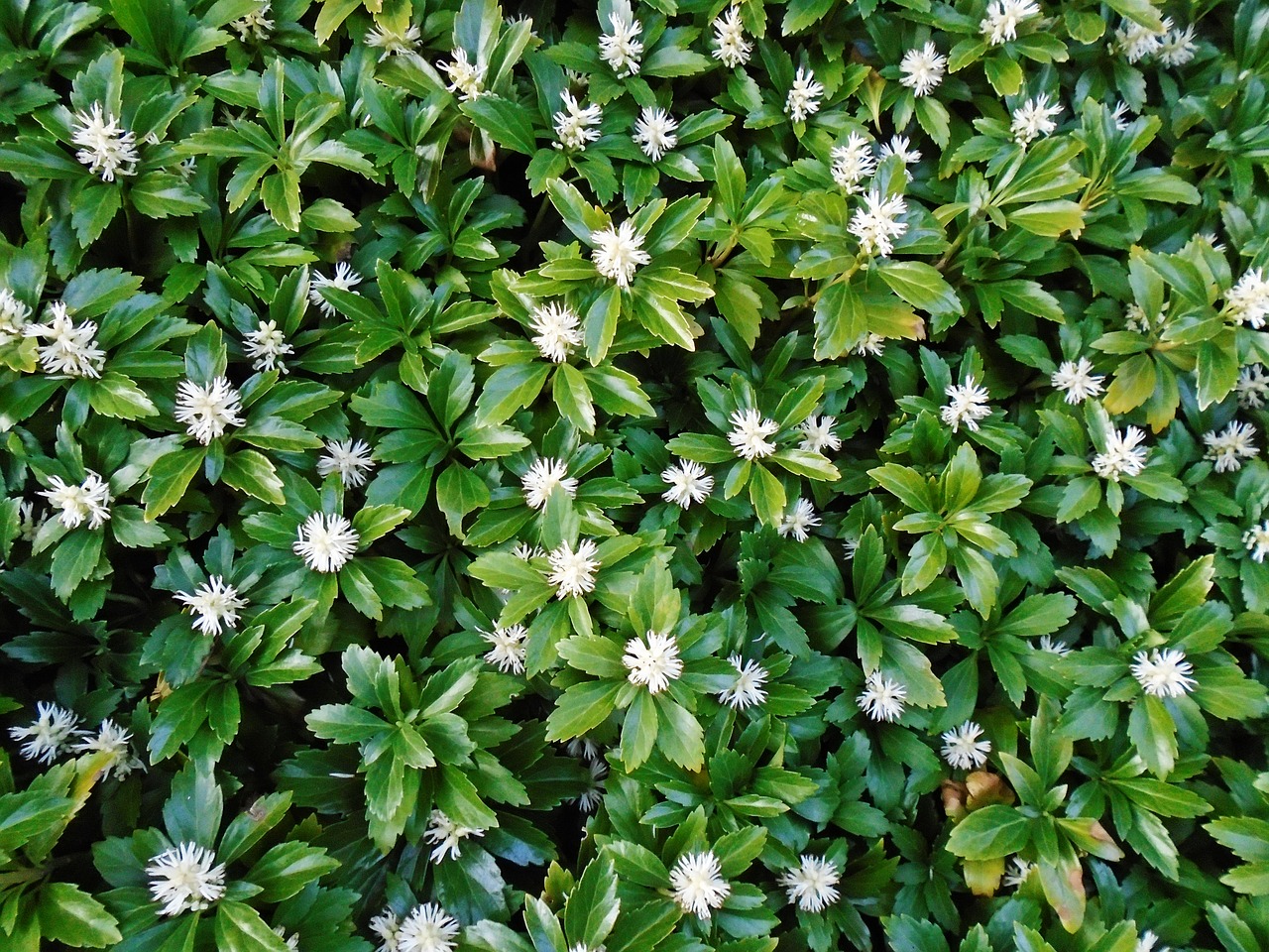 pachysandras green ground cover free photo