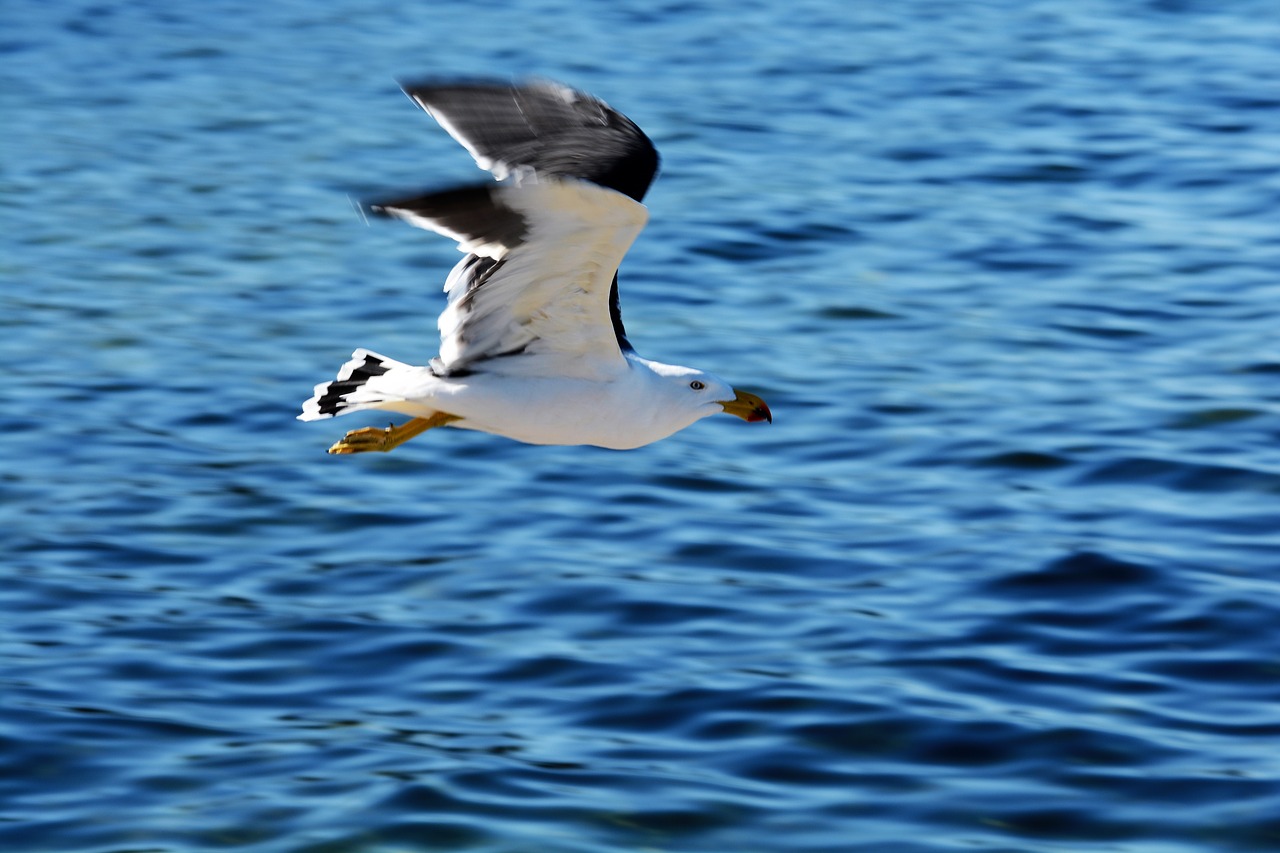 pacific gull bird free photo