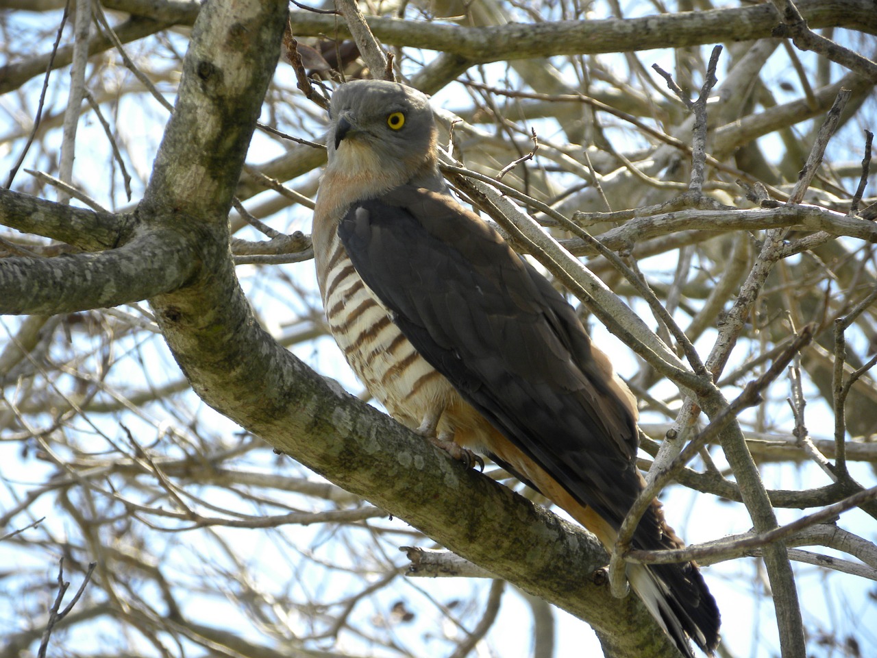 pacific baza aviceda subcristata birds free photo