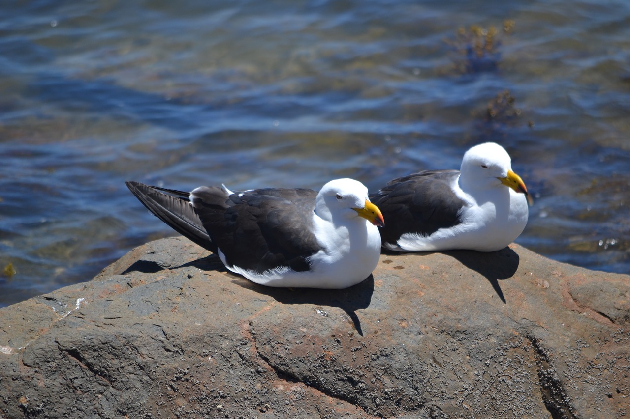 pacific gull birds ornithology free photo