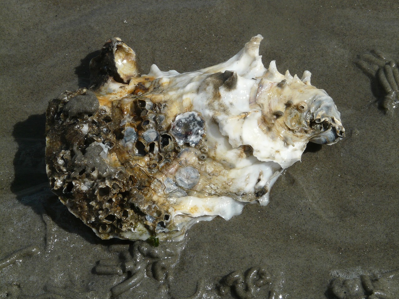 pacific oyster oyster shell free photo