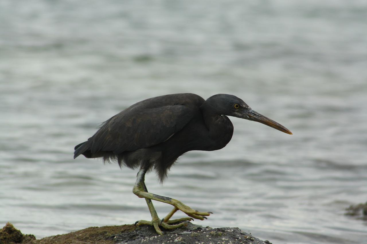 pacific reef heron  dark morph  grey free photo