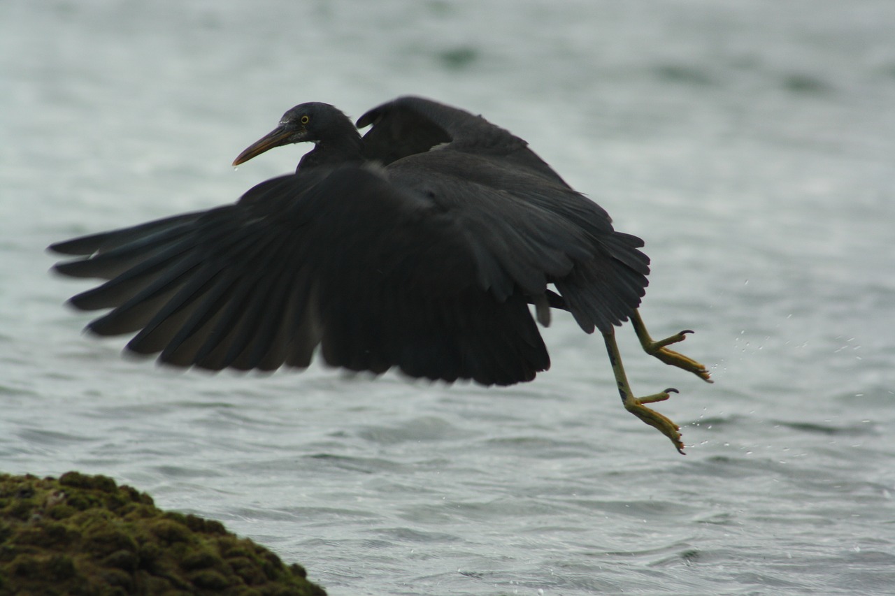 pacific reef heron  dark morph  grey free photo