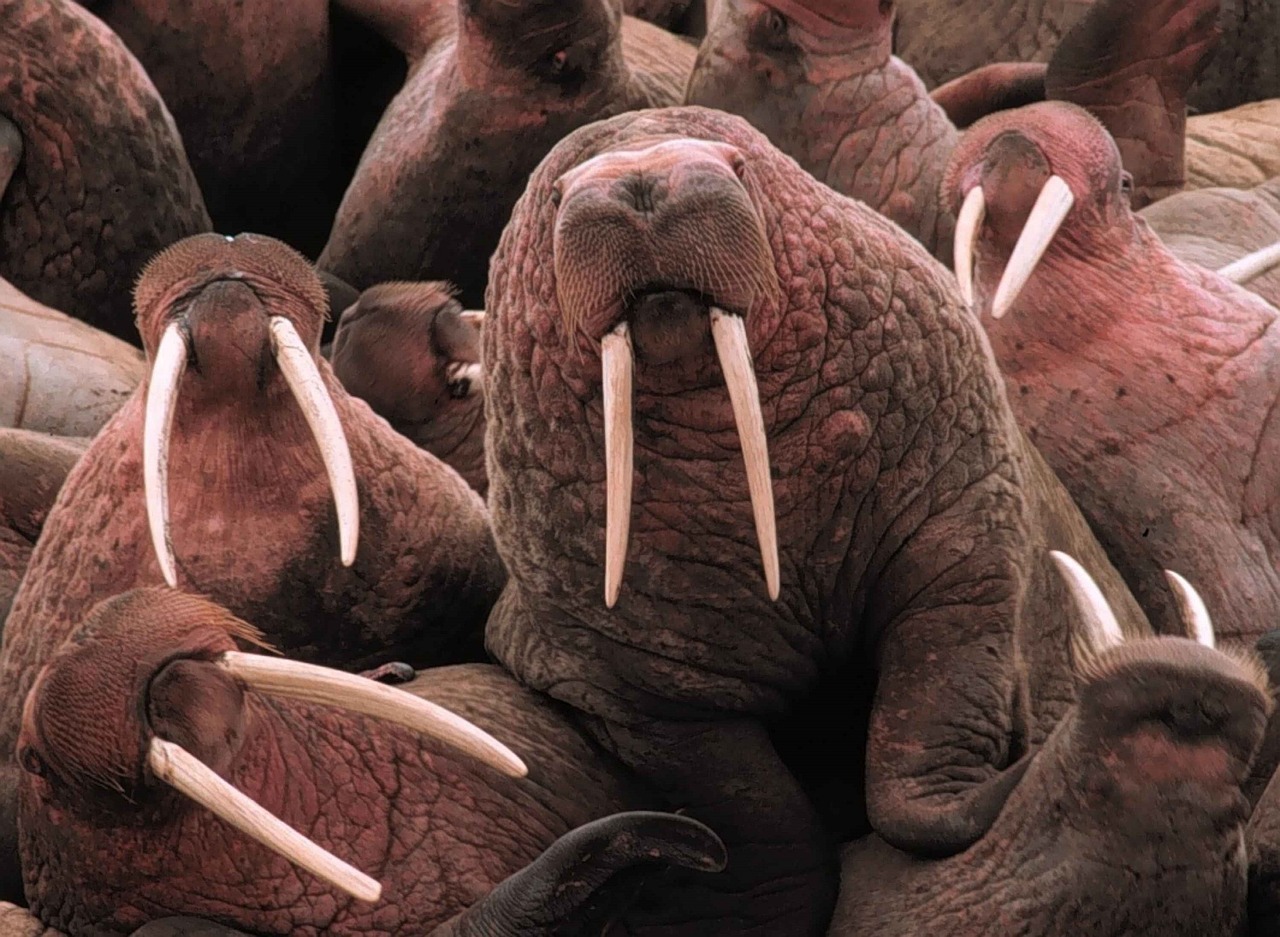 pacific walruses tusks large free photo