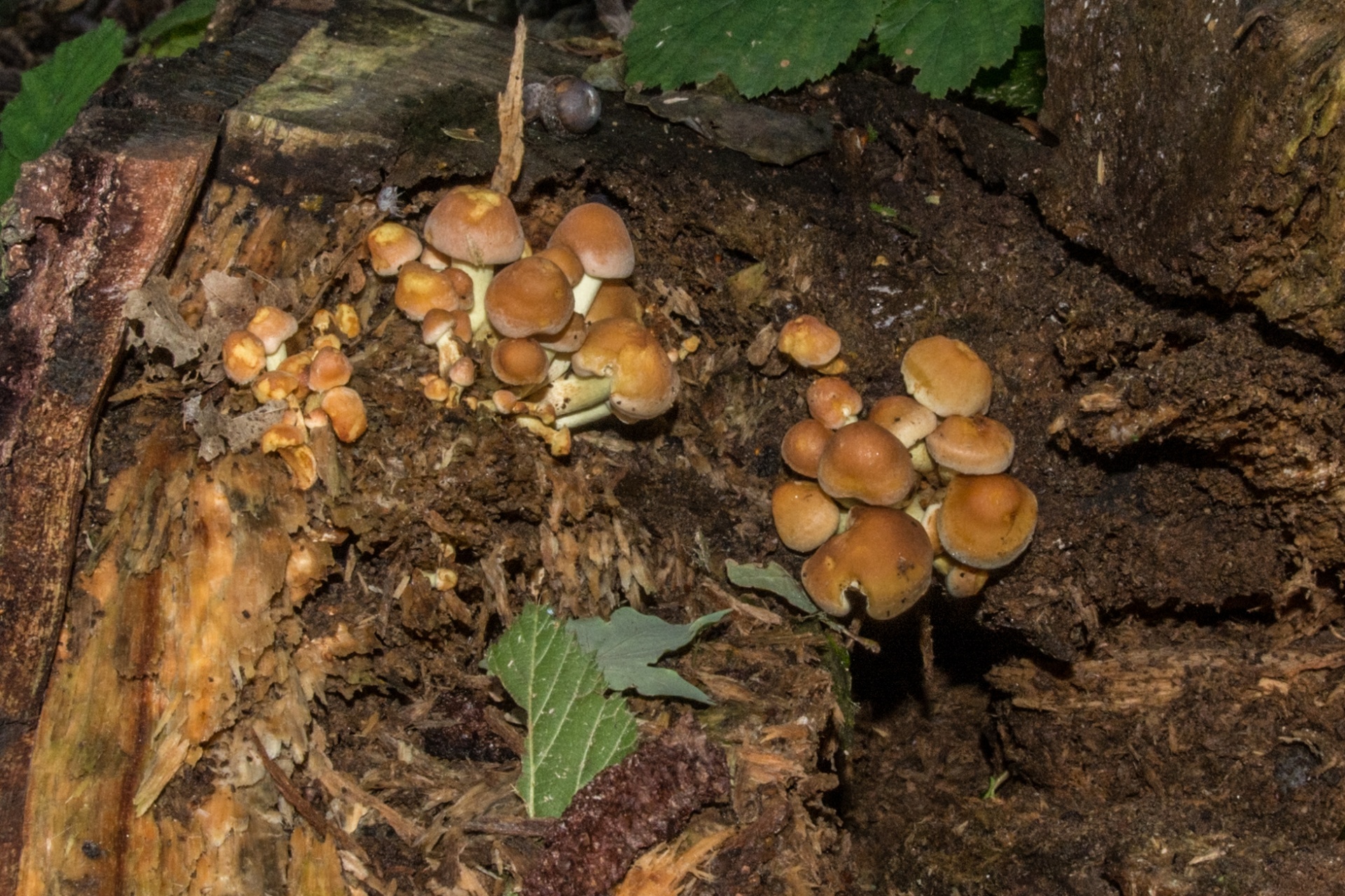 mushroom flora nature free photo