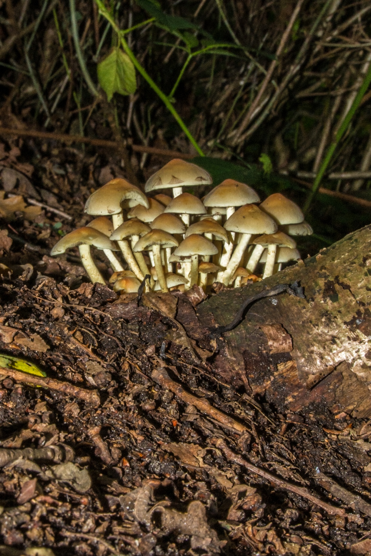 mushroom flora nature free photo