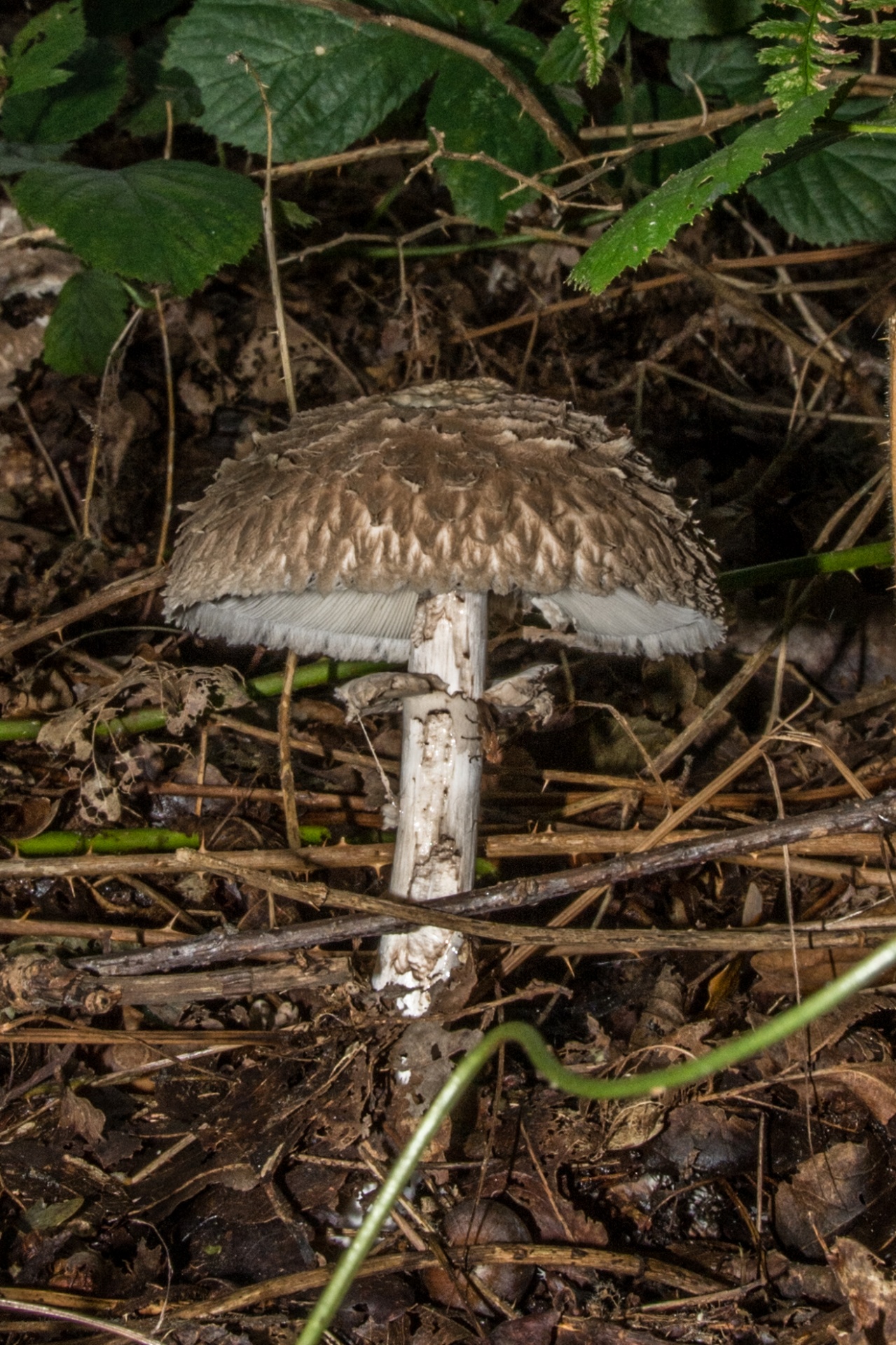 mushroom flora nature free photo