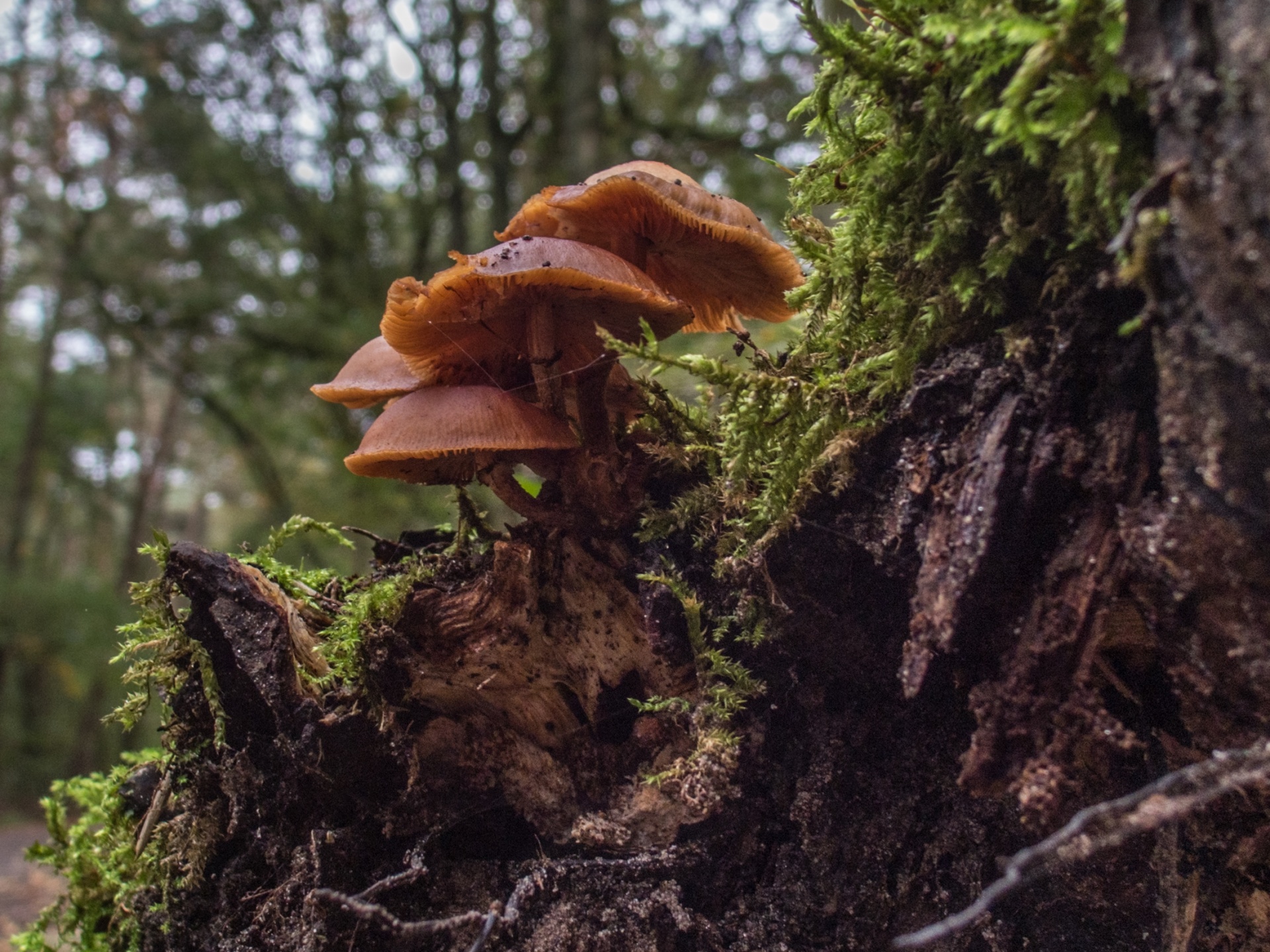 mushroom flora nature free photo