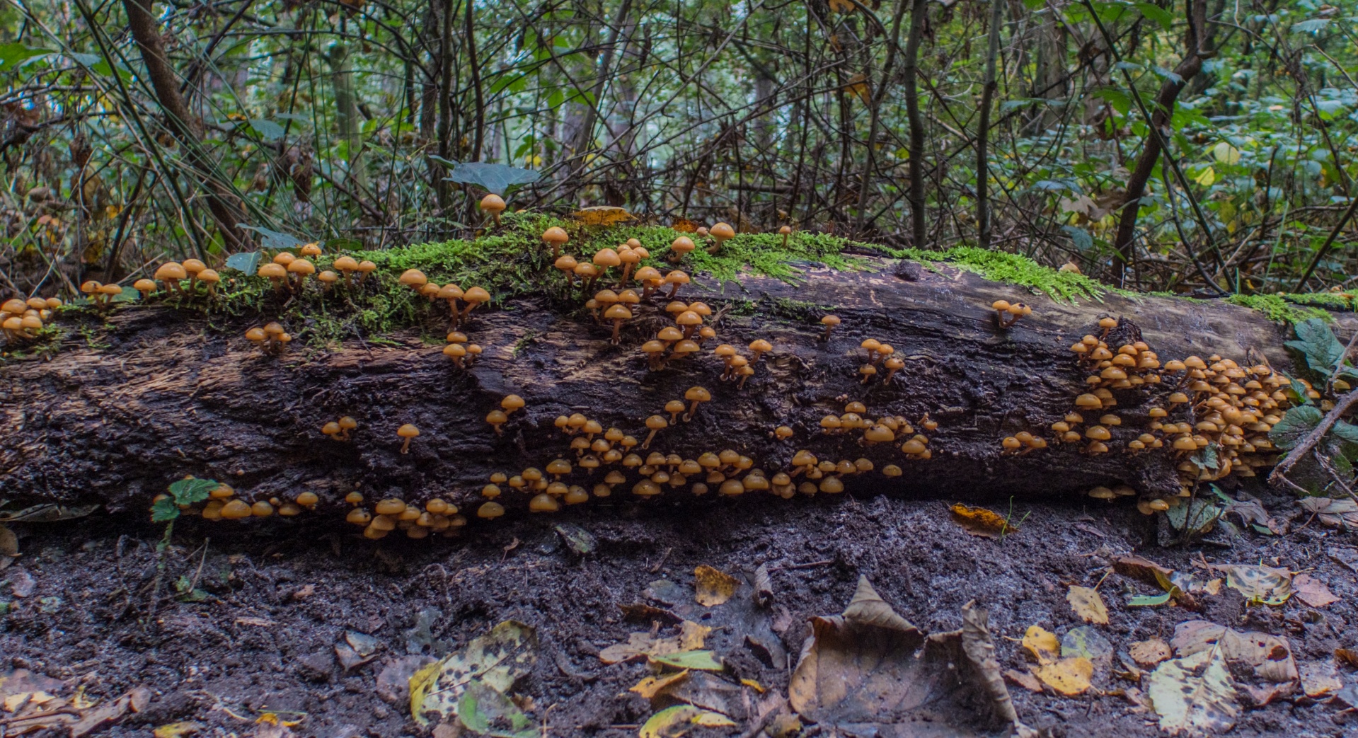 mushroom flora nature free photo