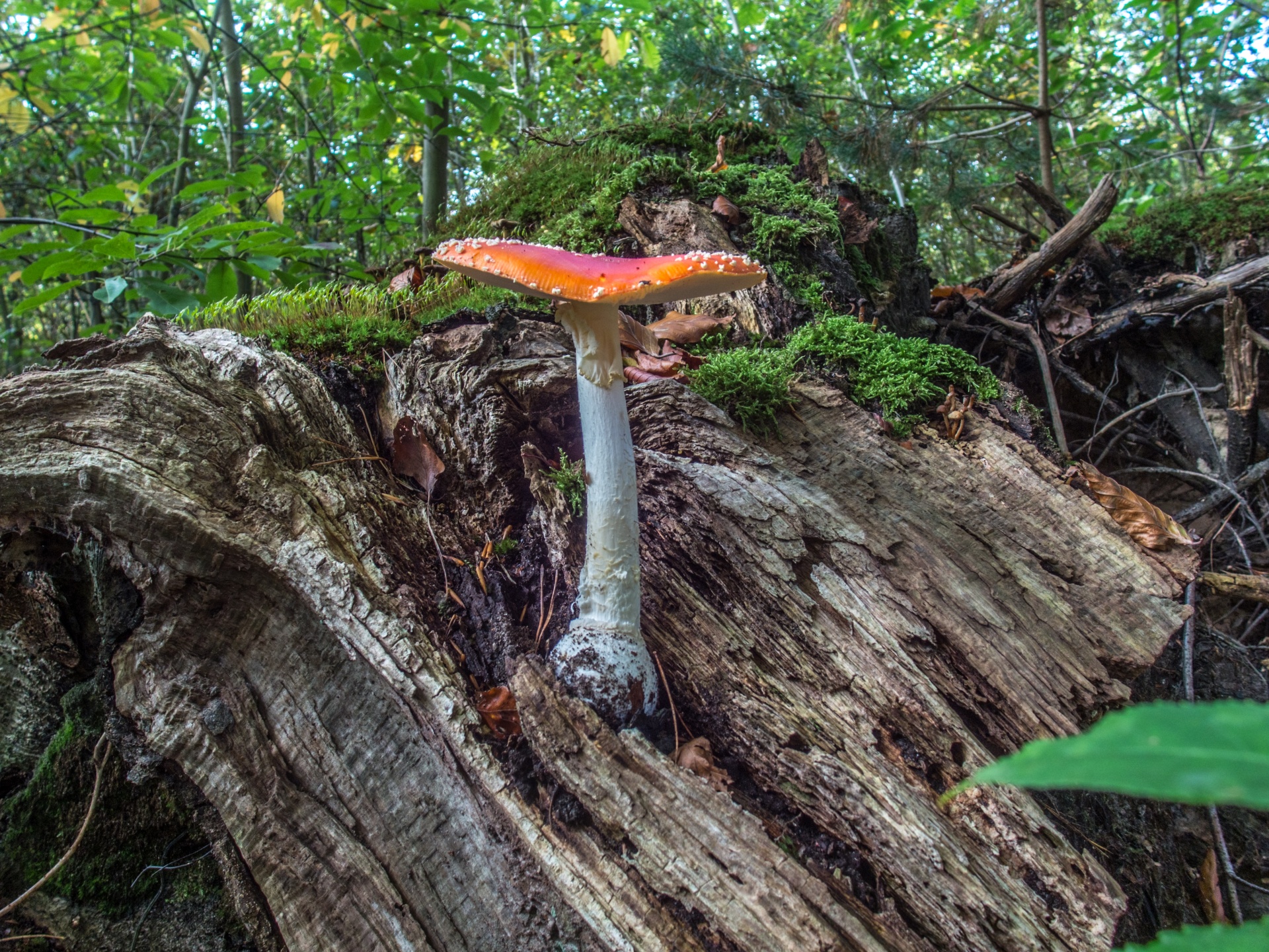 mushroom flora nature free photo