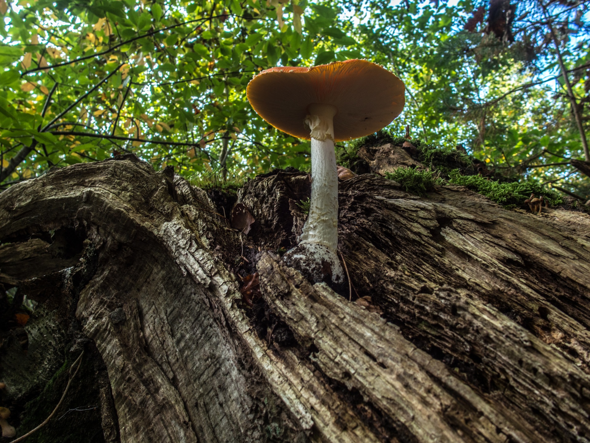 mushroom flora nature free photo