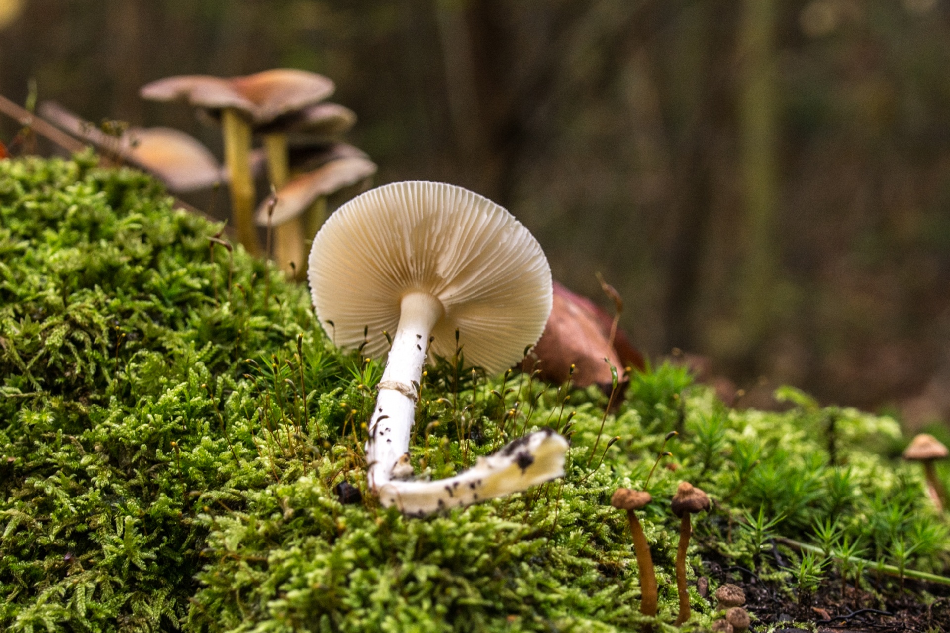 mushroom flora nature free photo