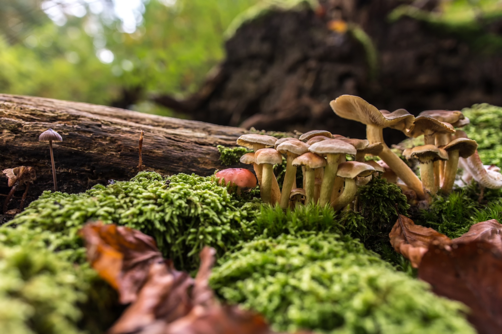 mushroom flora nature free photo